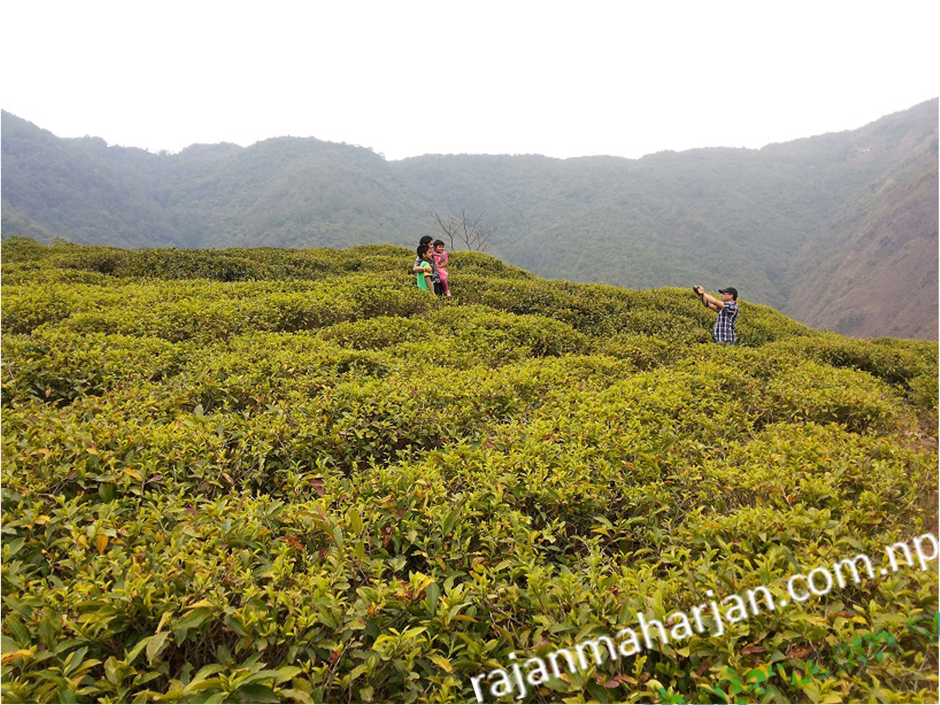 Tea gardens in the hills